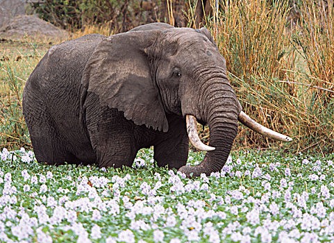 非洲象,放牧,国家公园,马拉维