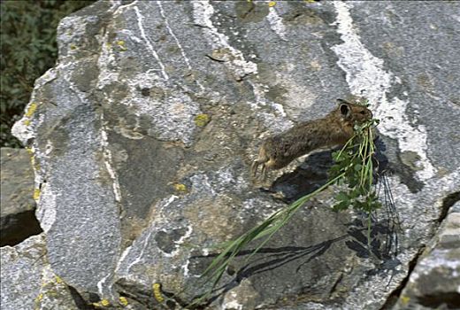 植被,筑巢,落基山脉,北美