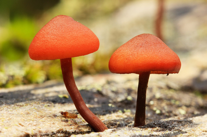 橘色细细长长的菌菇图片