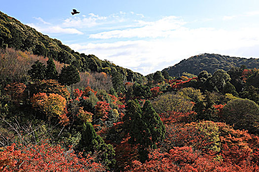 京都