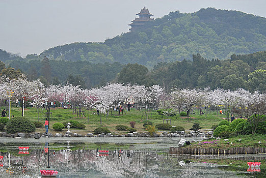 武汉东湖樱花园