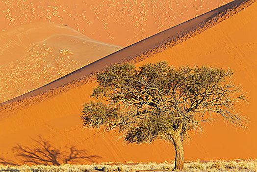 骆驼,刺,树,刺槐,沙丘,晚上,纳米布沙漠,纳米比诺克陆夫国家公园,纳米比亚,非洲