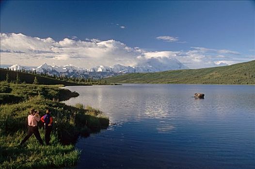 伴侣,看,驼鹿,旺湖,德纳里国家公园,夏天,景色