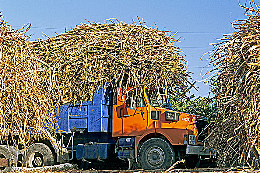 西印度群岛,瓜德罗普,玛丽-嘎兰特群岛,卡车,蔗糖