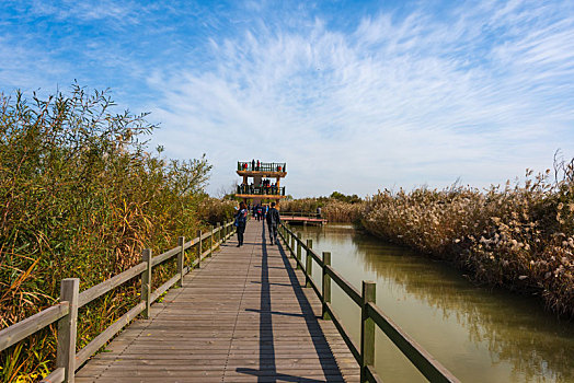 黄河入海口湿地