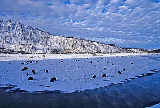 野牛,河,黄石国家公园,冬天