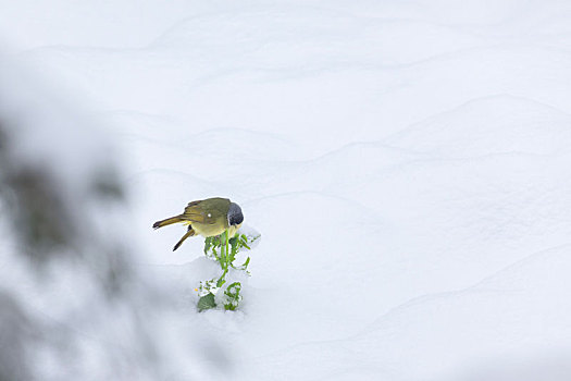 绿鹦嘴鹎雪地觅食栖息
