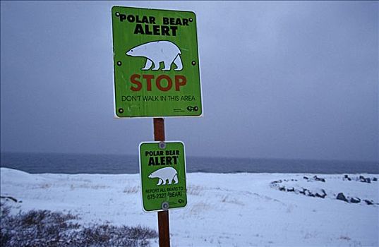 标识,警告,近郊,丘吉尔市,北极熊,世界,哈得逊湾,加拿大,北美