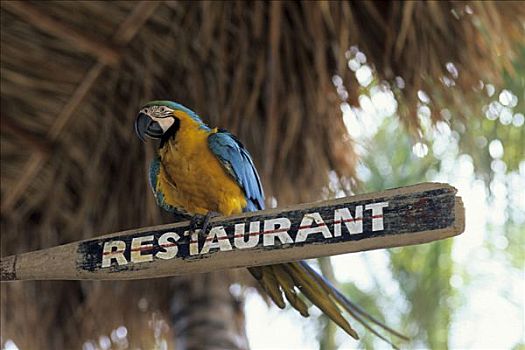 鹦鹉,坐,桨,海滩,餐馆,书写,干盐湖,加勒比海,海岸,玛格丽塔酒,委内瑞拉,南美