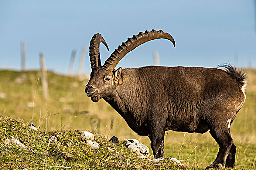 阿尔卑斯野山羊,羱羊,瑞士,欧洲