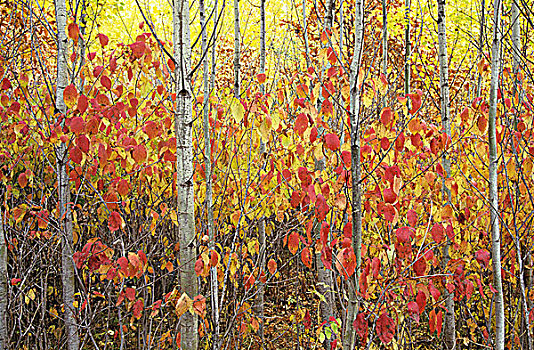 秋色,怀特雪尔省立公园,曼尼托巴,加拿大