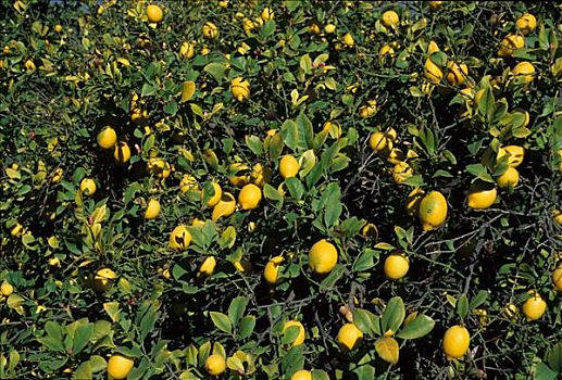 盘尼西林柠檬树图片