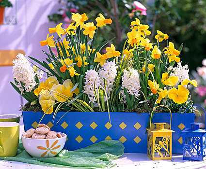 植物,蓝盒,水仙花,风信子,堇菜属