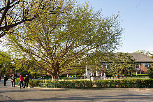 北京大学校内环境和风景