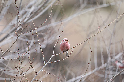 新疆怪石峪,长尾雀尽情地吃着榆树的嫩芽