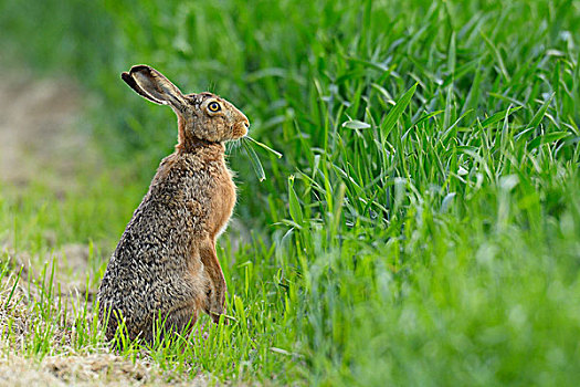 欧洲,棕兔,欧洲野兔,靠近,庄稼地,夏天,黑森州,德国