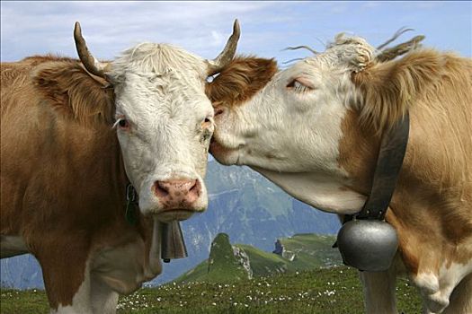 两个,母牛,瑞士