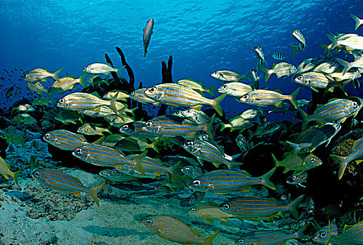 鱼群,咕噜声,博奈尔岛,荷属列斯群岛,加勒比海