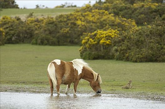 设得兰矮种马,英格兰西南部