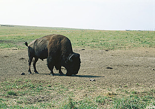 南达科他,荒地国家公园,水牛,放牧,朴素