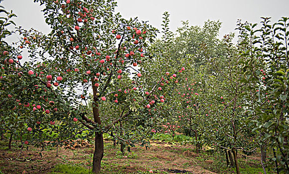 苹果园,秋天的果树