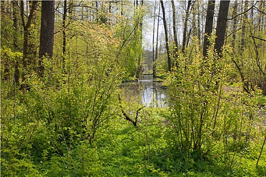 渡河,自然,树林,春天