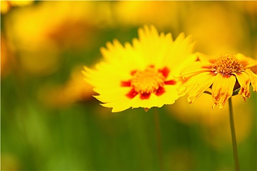 黄花,花园,太阳