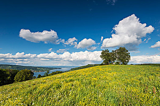 景色,夏日草地,靠近,西部,尾端,康士坦茨湖,半岛,左边,瑞士,欧洲