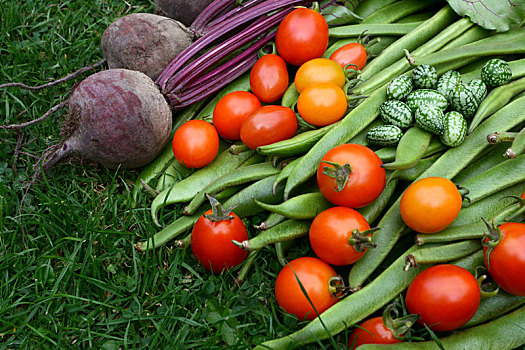 收获,蔬菜,小块菜地
