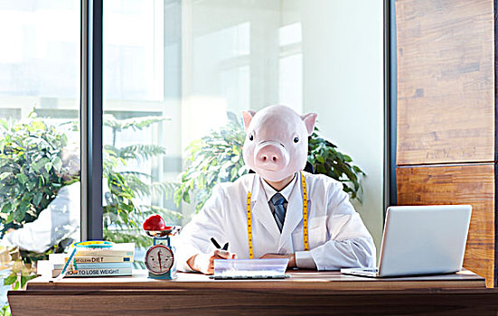 猪,头部,工作,书桌