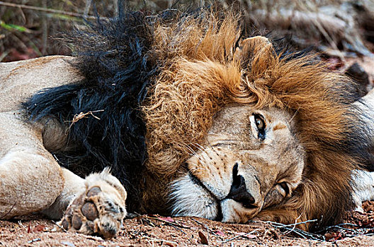 狮子,禁猎区,南非