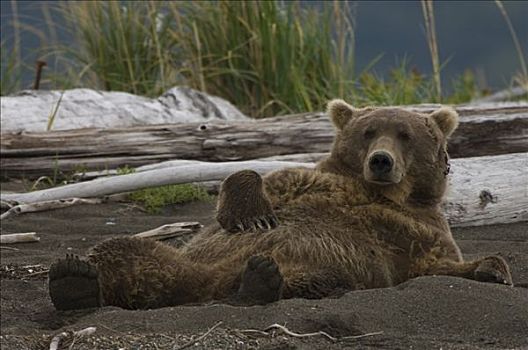 阿拉斯加棕熊,棕熊,卧,沙子,阿拉斯加,美国