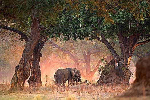 大象,非洲象,刺槐,树林,黎明,国家公园,津巴布韦