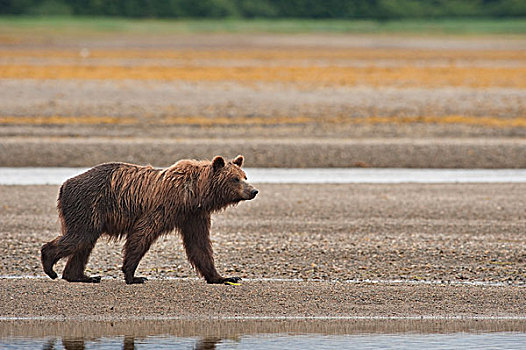 褐色,大灰熊,棕熊,走,河流,阿拉斯加,美国