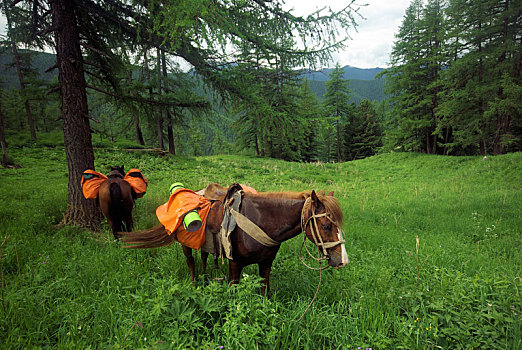 马,青草,自然,褐色,放牧,乡村