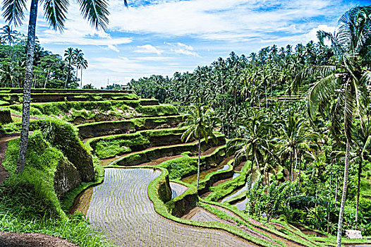 稻田,巴厘岛,印度尼西亚