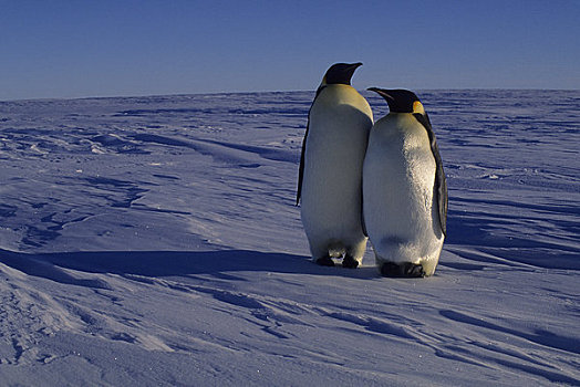 南极,帝企鹅,迅速,冰