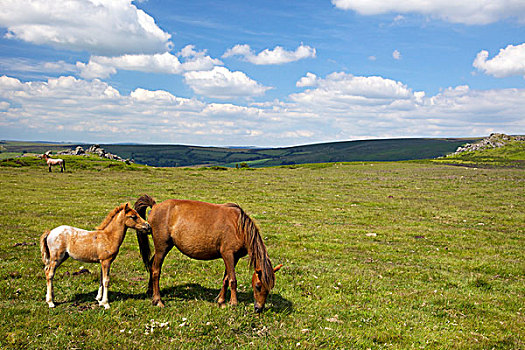 英国,德文郡,靠近,达特姆尔高原,小马