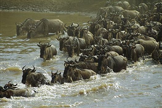 蓝角马,角马,牧群,迁徙,马拉河,肯尼亚