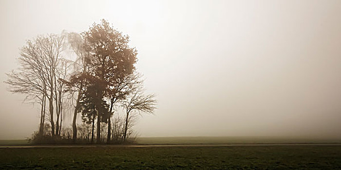 德国,巴伐利亚,树,雾,无助,风景