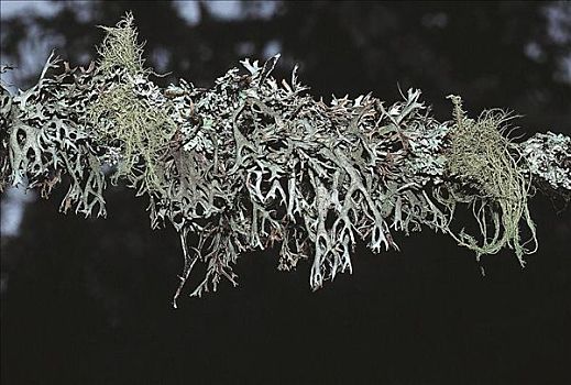 苔藓,落叶松属植物,奥地利,欧洲