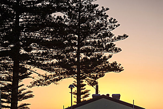 澳大利亚,半岛,树,日落