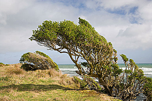 风吹,植物,岬角,塔拉纳基,北岛,新西兰