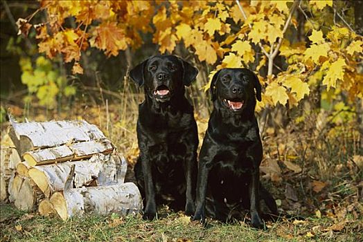 黑色拉布拉多犬,狗,一对,秋叶