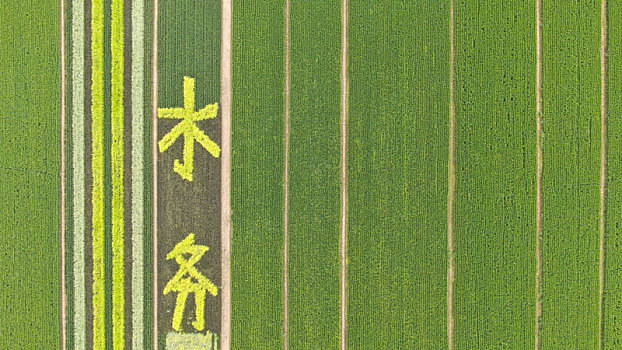 山东省日照市,航拍万亩稻田仿佛大地披上绿装,今年又是一个丰收年