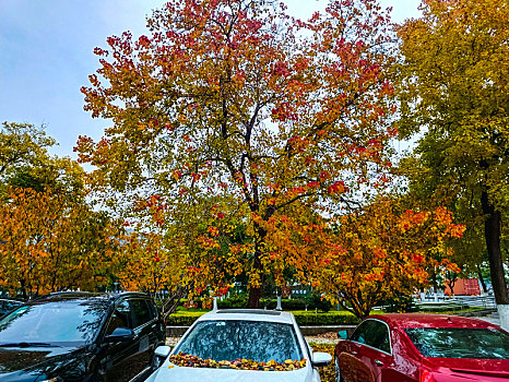 多彩秋,泊车