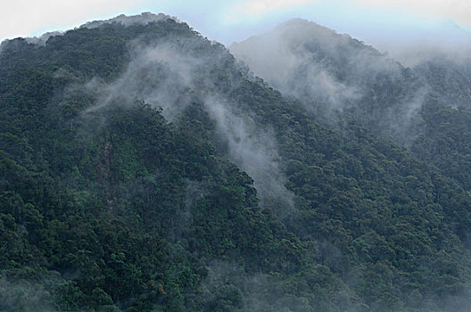 雾气,树林,顶峰,攀升,国家公园,沙捞越,婆罗洲,马来西亚