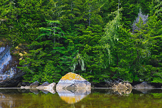海岸线,大熊雨林,不列颠哥伦比亚省,加拿大