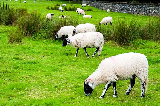 风景,英国,放牧,绵羊,乡村