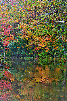 秋色,水塘,阿卡迪亚国家公园,缅因